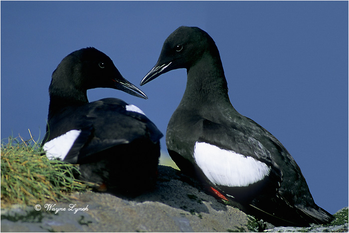 Courting Black Guillemotts 102 by Dr. Wayne Lynch &copy;